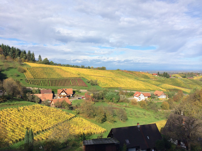 Ortenauer Weinpfad